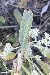 Eriogonum annuum