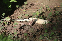 Leiocephalus personatus