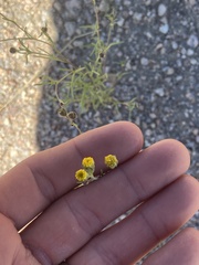 Hymenothrix dissecta