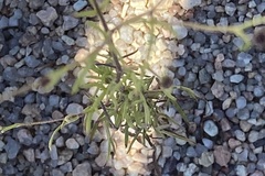 Hymenothrix dissecta