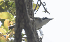 Vireo atricapilla