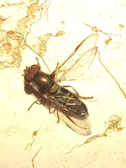 Pseudoscaeva meridionalis