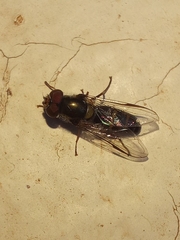 Pseudoscaeva meridionalis