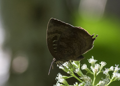 Arhopala