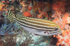 Plectorhinchus lessonii
