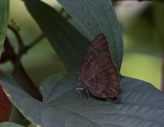 Arhopala