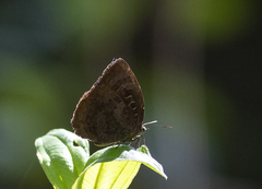 Arhopala centaurus