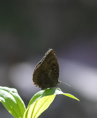 Arhopala