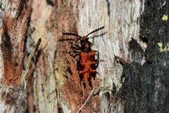 Lemodes coccinea