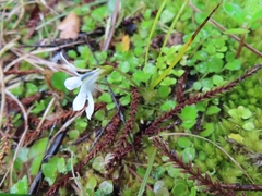 Lobelia angulata