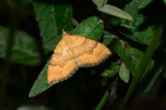 Chrysolarentia correlata