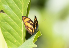 Limenitidinae