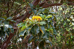 Deplanchea tetraphylla