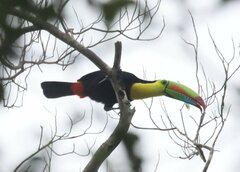 Ramphastos sulfuratus