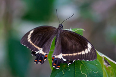Papilio fuscus