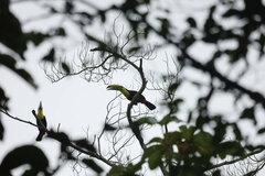 Ramphastos sulfuratus