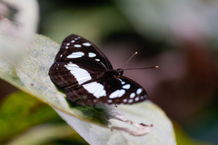 Phaedyma shepherdi