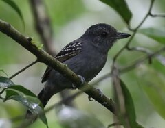 Thamnophilus atrinucha