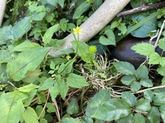Ranunculus silerifolius