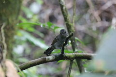 Thamnophilus atrinucha