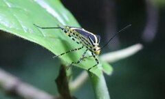Hypselonotus linea