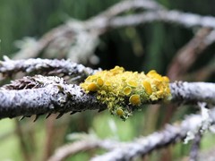 Teloschistes sieberianus