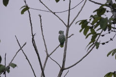 Amazona farinosa