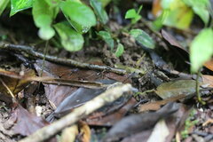 Odontomachus chelifer