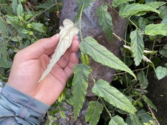 Rubus swinhoei