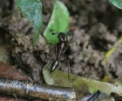 Odontomachus chelifer