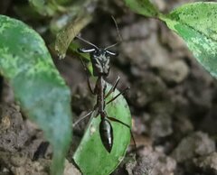 Odontomachus chelifer