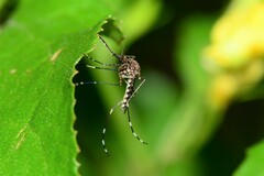 Aedes alboannulatus