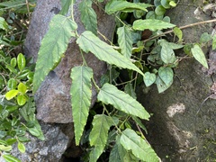 Rubus swinhoei