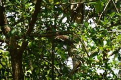 Antrostomus cubanensis