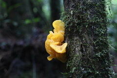 Phaeotremella