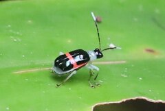 Paratriarius