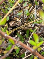 Oligosoma