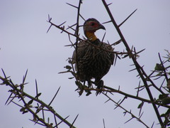 Pternistis leucoscepus