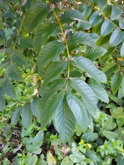 Spathodea campanulata