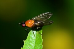 Sapromyza sciomyzina