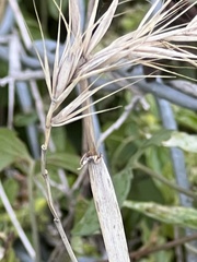 Elymus