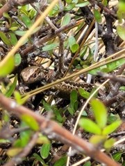 Oligosoma