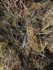 Cladonia phyllophora