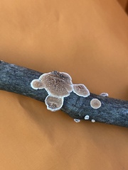 Peniophora albobadia