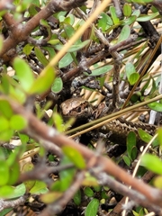 Oligosoma