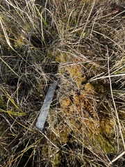Cladonia phyllophora