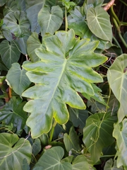 Philodendron lacerum