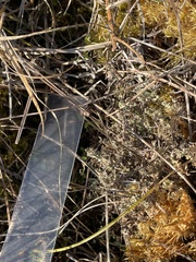 Cladonia phyllophora