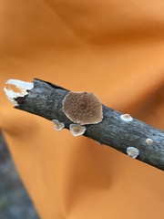 Peniophora albobadia