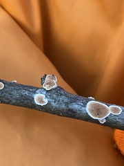 Peniophora albobadia